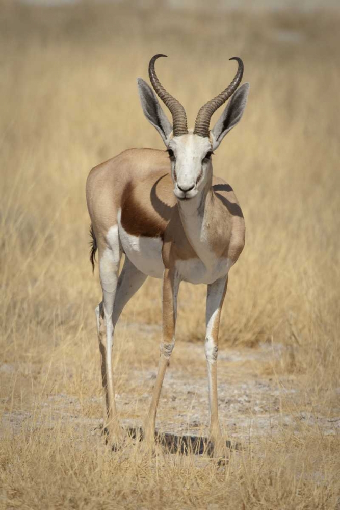 Namibia, Etosha NP Standing springbok